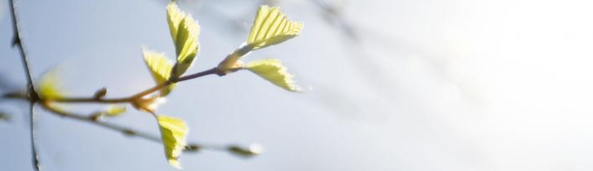 dödsbo saknar tillgångar